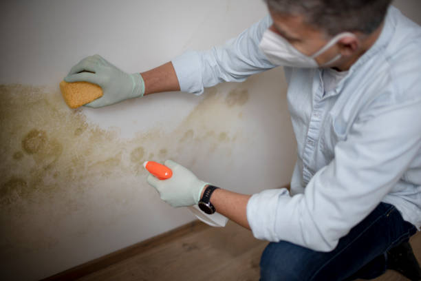 Best Attic Mold Removal  in Prairie Du Sac, WI