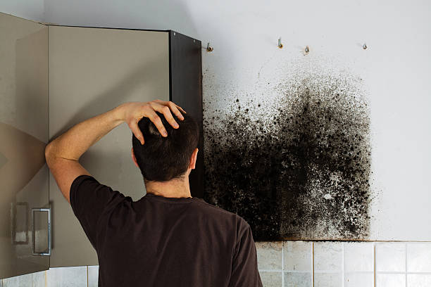Professional Mold Removal in Prairie Du Sac, WI