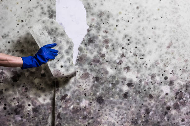 Best Mold Removal Near Me  in Prairie Du Sac, WI