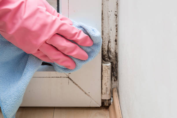Best Residential Mold Removal  in Prairie Du Sac, WI