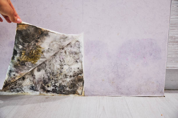 Best Local Mold Removal Service  in Prairie Du Sac, WI